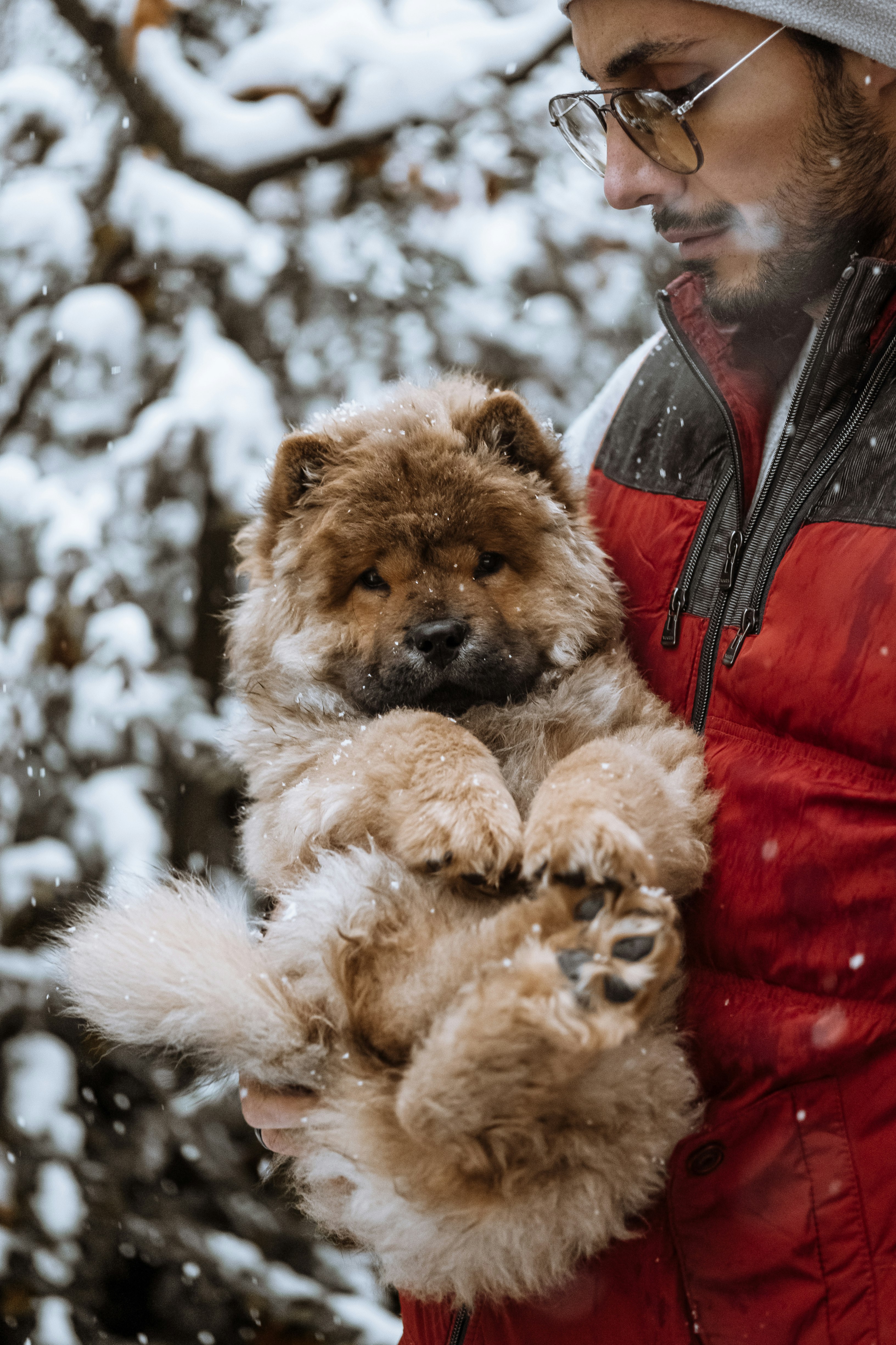 brown and black short coated dog wearing red jacket